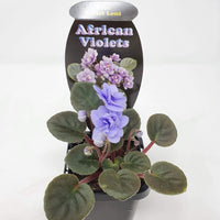 Baby Plant - African Violet Ballet Loni Folia House
