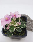 Baby Plant - African Violet Bunny Hop Folia House