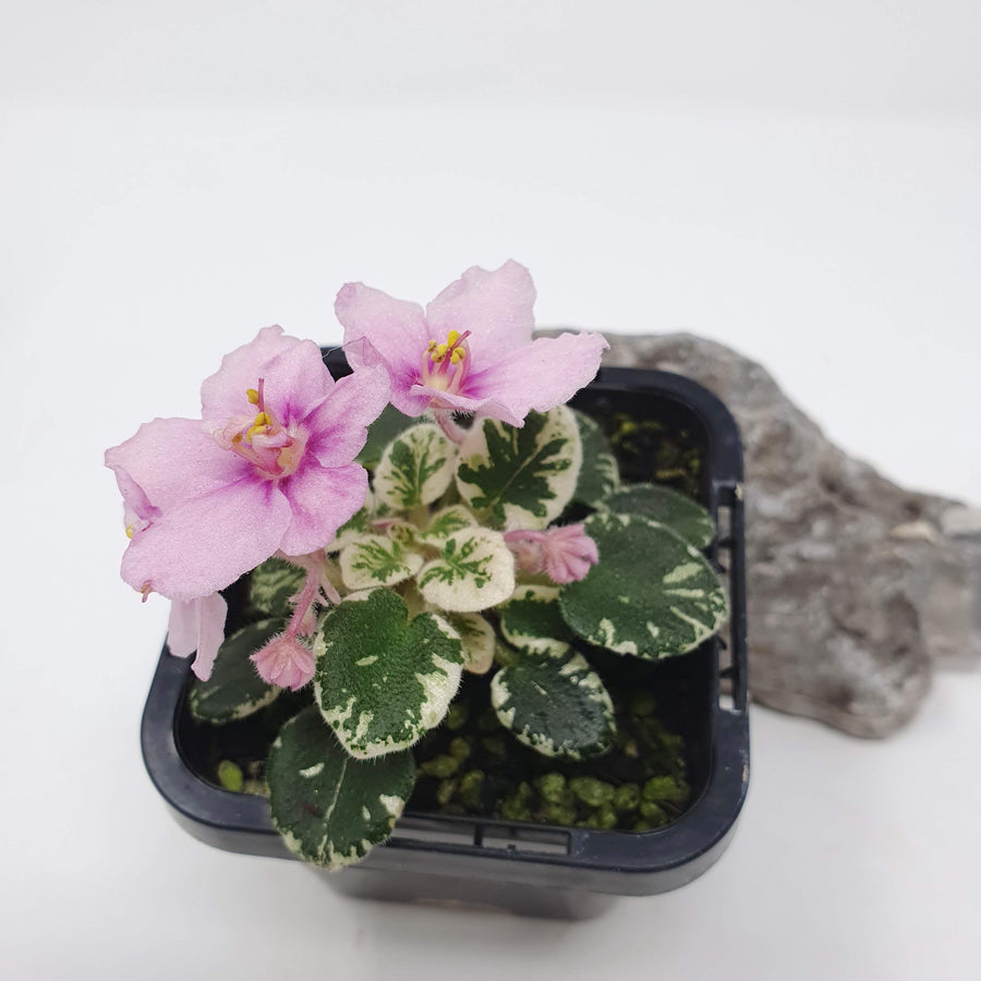 Baby Plant - African Violet Bunny Hop Folia House