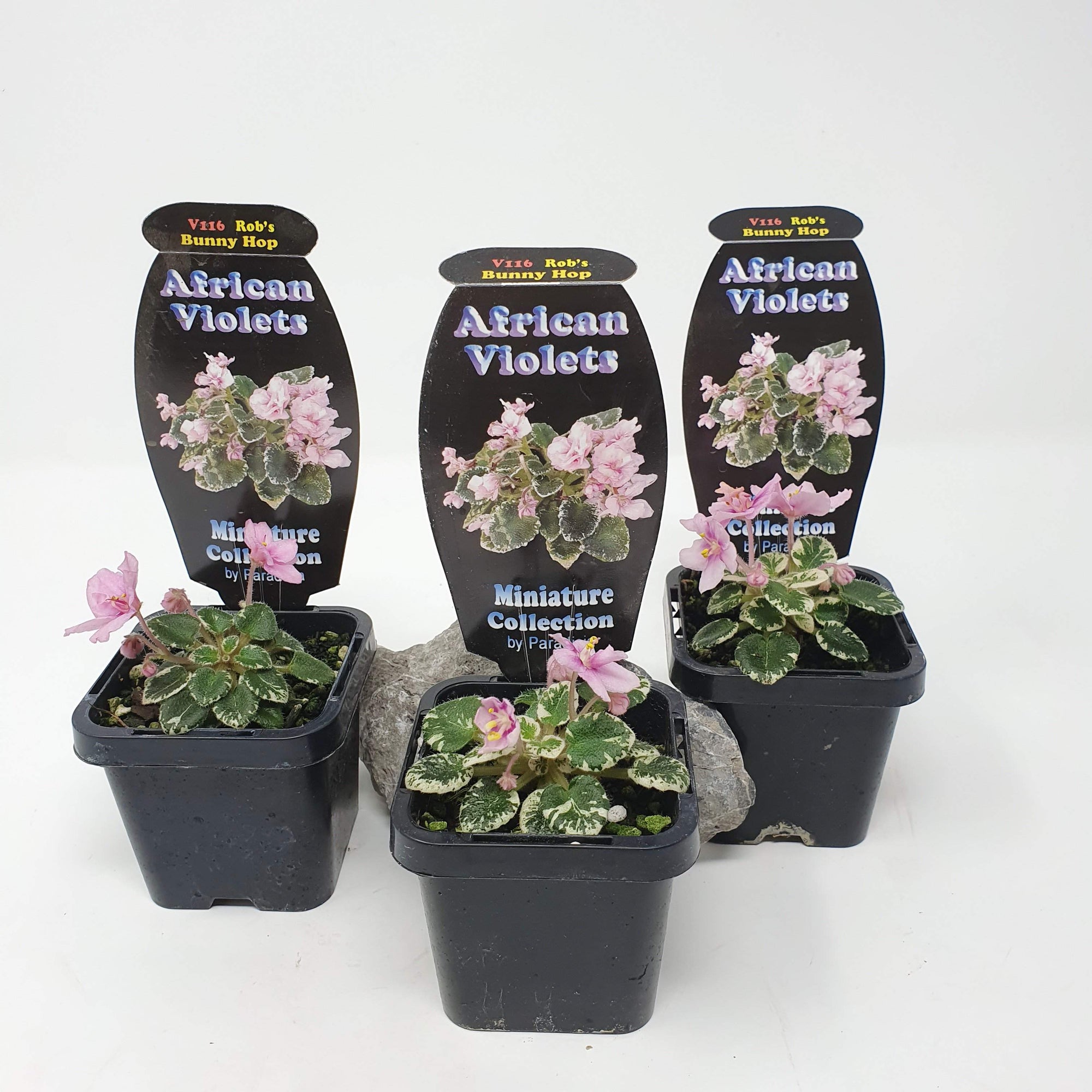 Baby Plant - African Violet Bunny Hop Folia House