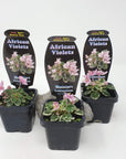 Baby Plant - African Violet Bunny Hop Folia House