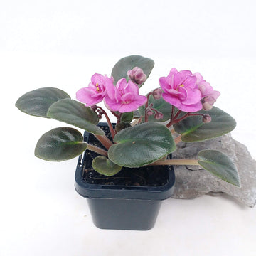 Baby Plant - African Violet China Doll pink Folia House