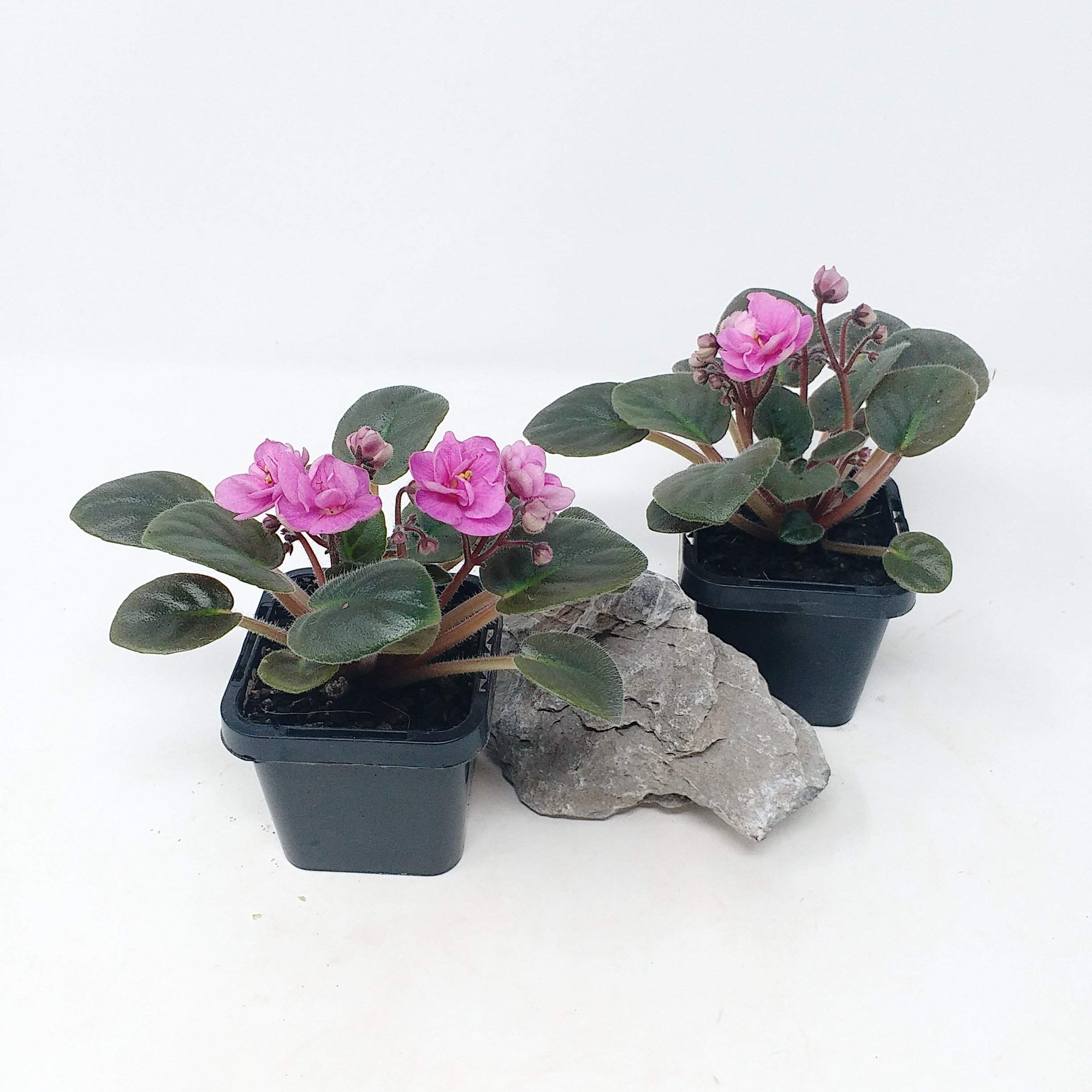 Baby Plant - African Violet China Doll pink Folia House