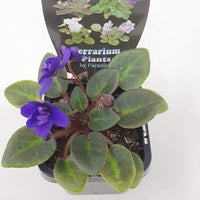 Baby Plant - African Violet Dutch Hybrids Folia House