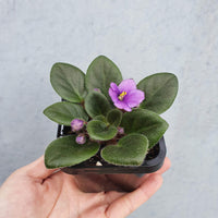Baby Plant - African Violet Fuddy Duddy Folia House