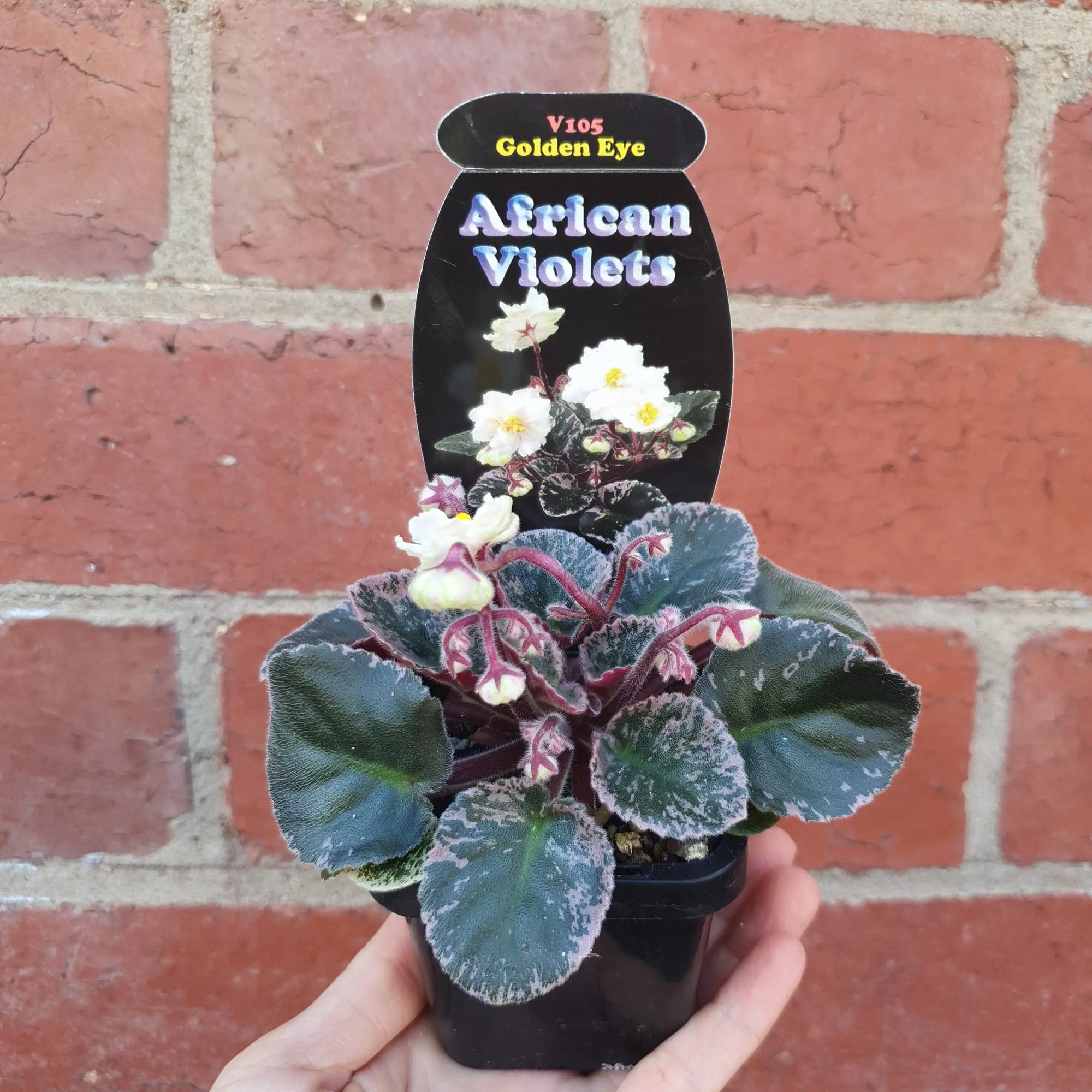 Baby Plant - African Violet Golden Eye Folia House