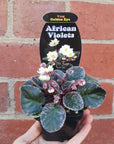 Baby Plant - African Violet Golden Eye Folia House