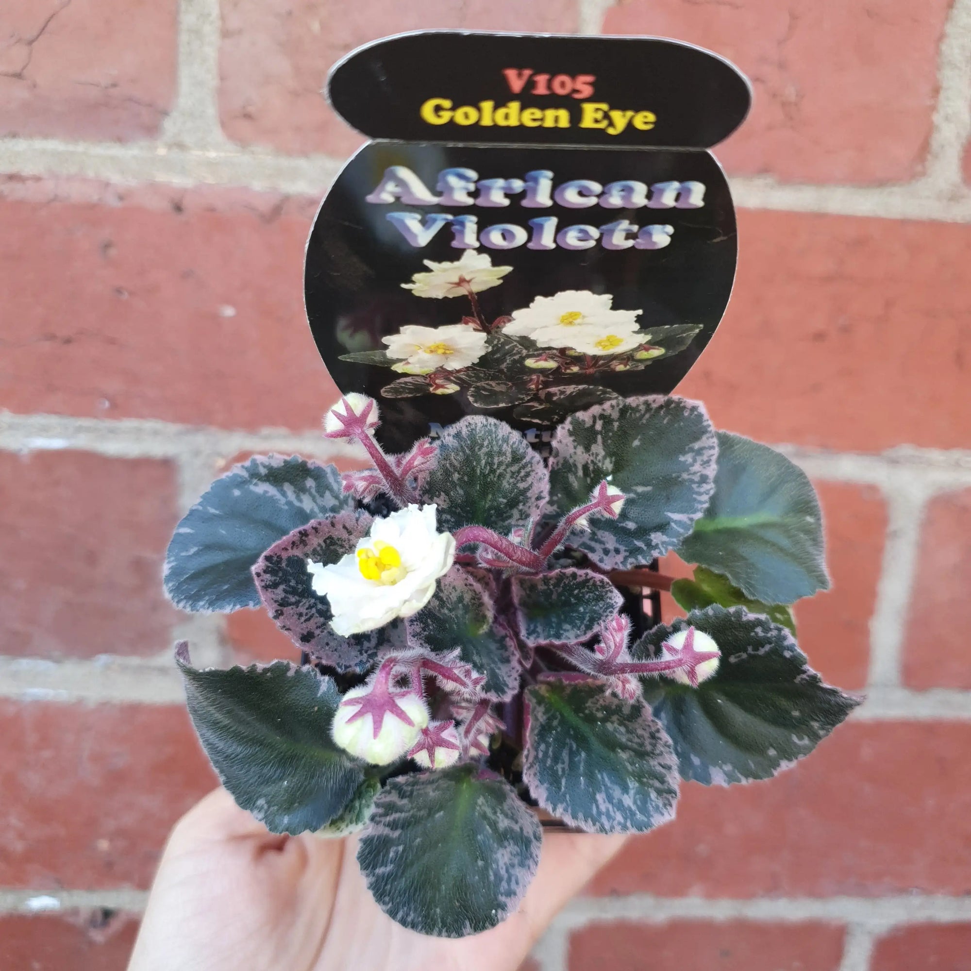 Baby Plant - African Violet Golden Eye Folia House