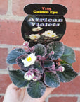 Baby Plant - African Violet Golden Eye Folia House