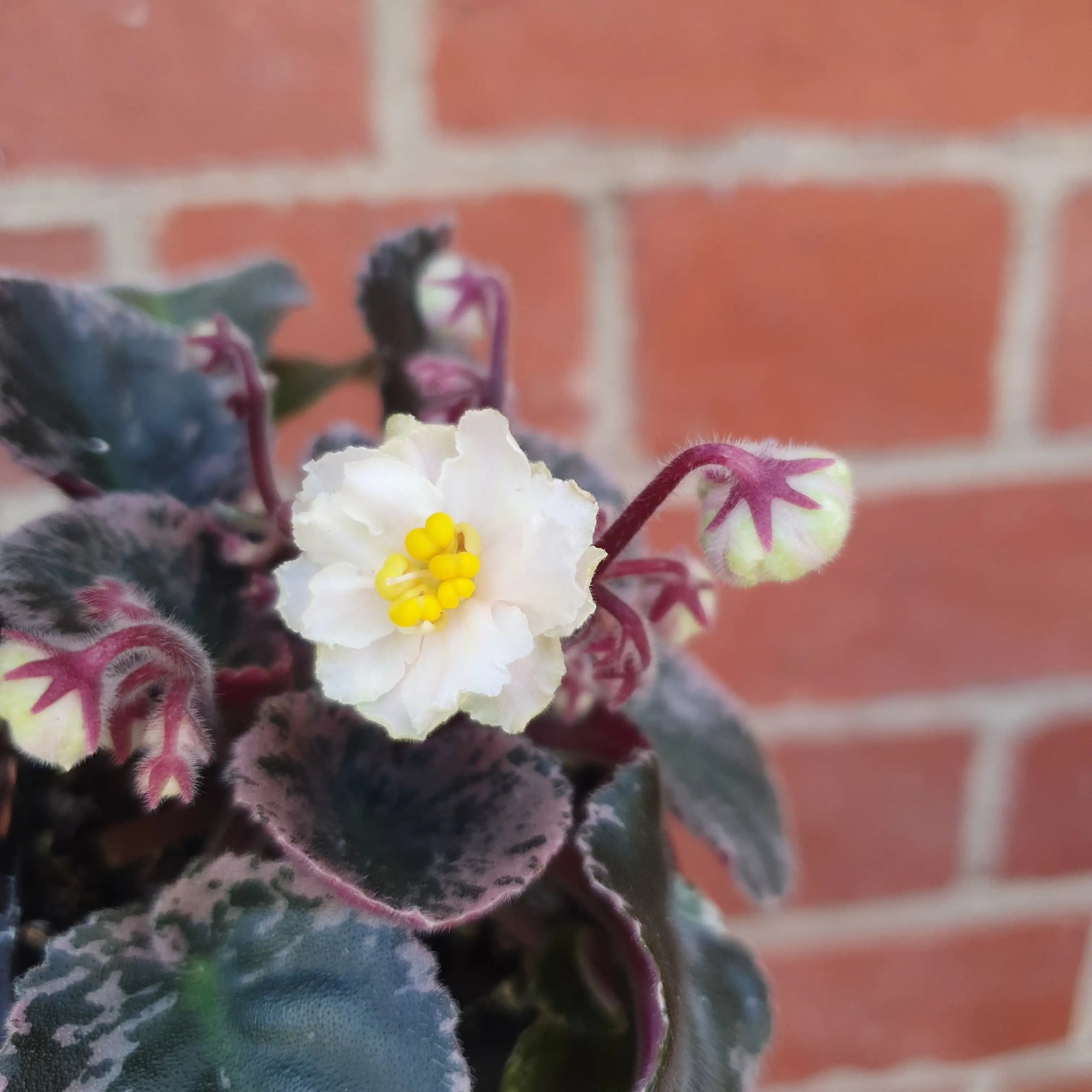 Baby Plant - African Violet Golden Eye Folia House