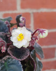 Baby Plant - African Violet Golden Eye Folia House