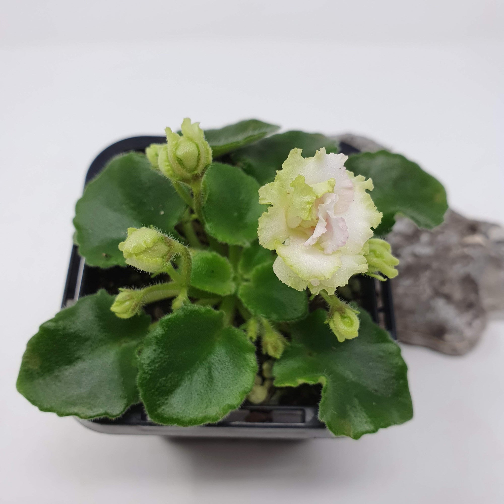 Baby Plant - African Violet Irish Flirt Folia House