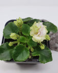 Baby Plant - African Violet Irish Flirt Folia House