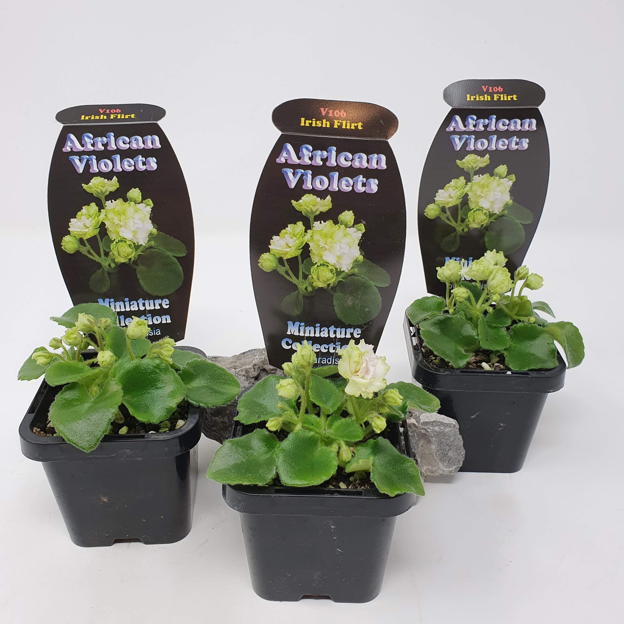 Baby Plant - African Violet Irish Flirt Folia House