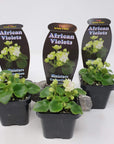 Baby Plant - African Violet Irish Flirt Folia House