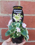 Baby Plant - African Violet Rob's Kitten Caboodle Folia House