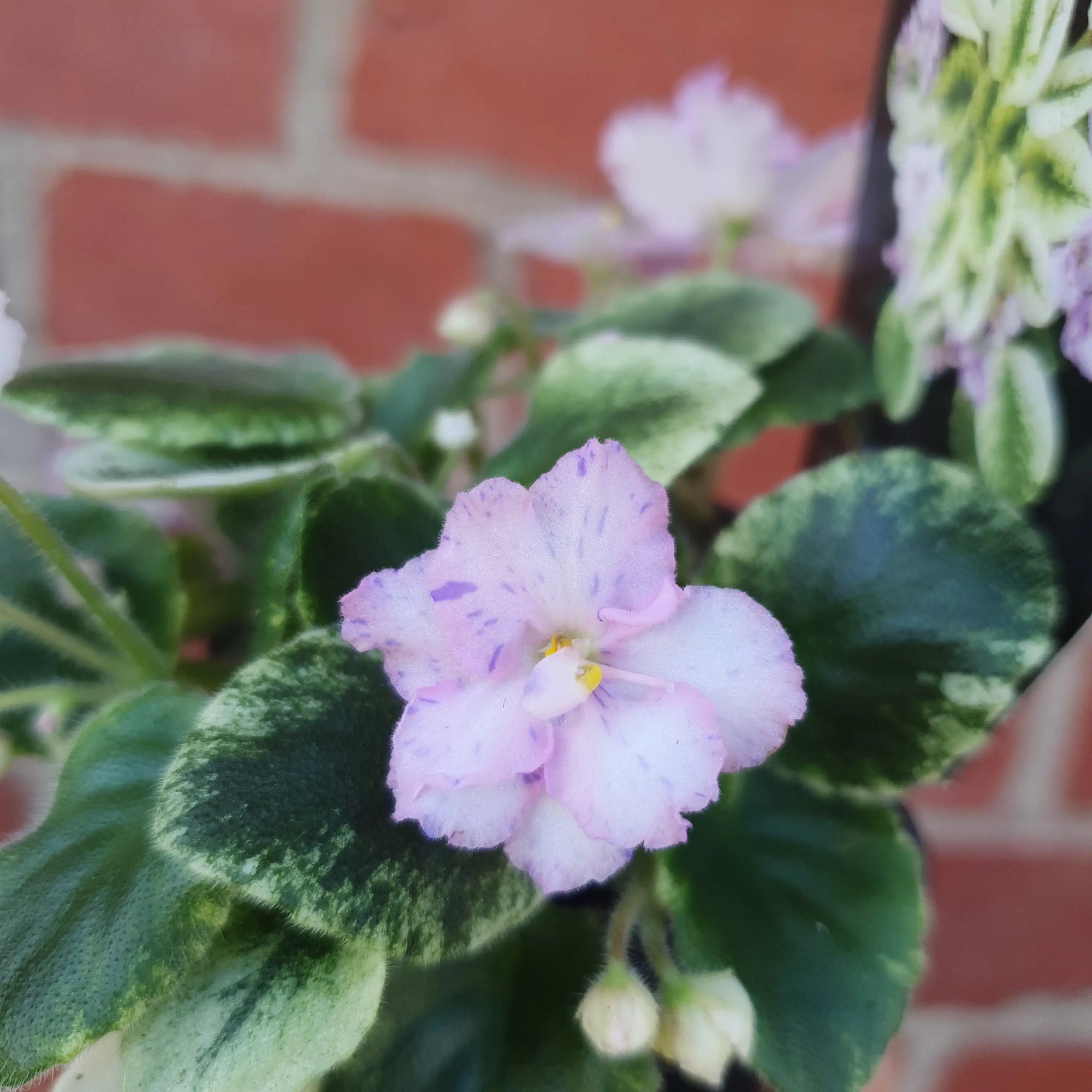 Baby Plant - African Violet Rob&#39;s Kitten Caboodle Folia House