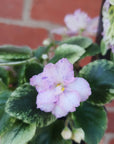 Baby Plant - African Violet Rob's Kitten Caboodle Folia House