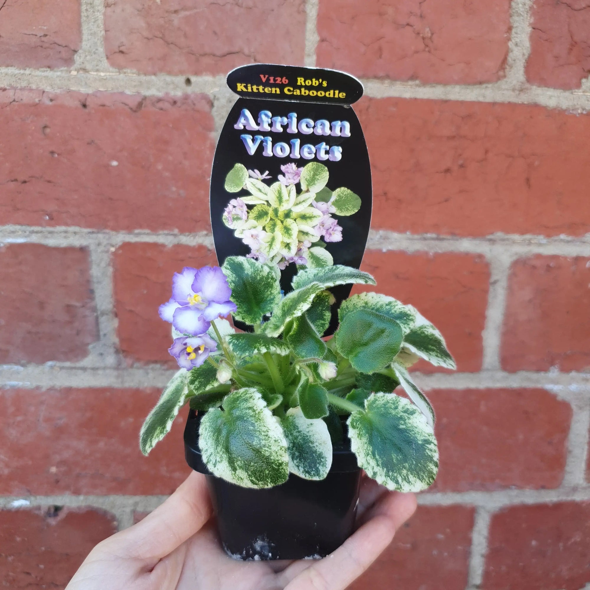 Baby Plant - African Violet Rob&#39;s Kitten Caboodle Folia House