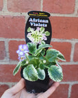 Baby Plant - African Violet Rob's Kitten Caboodle Folia House