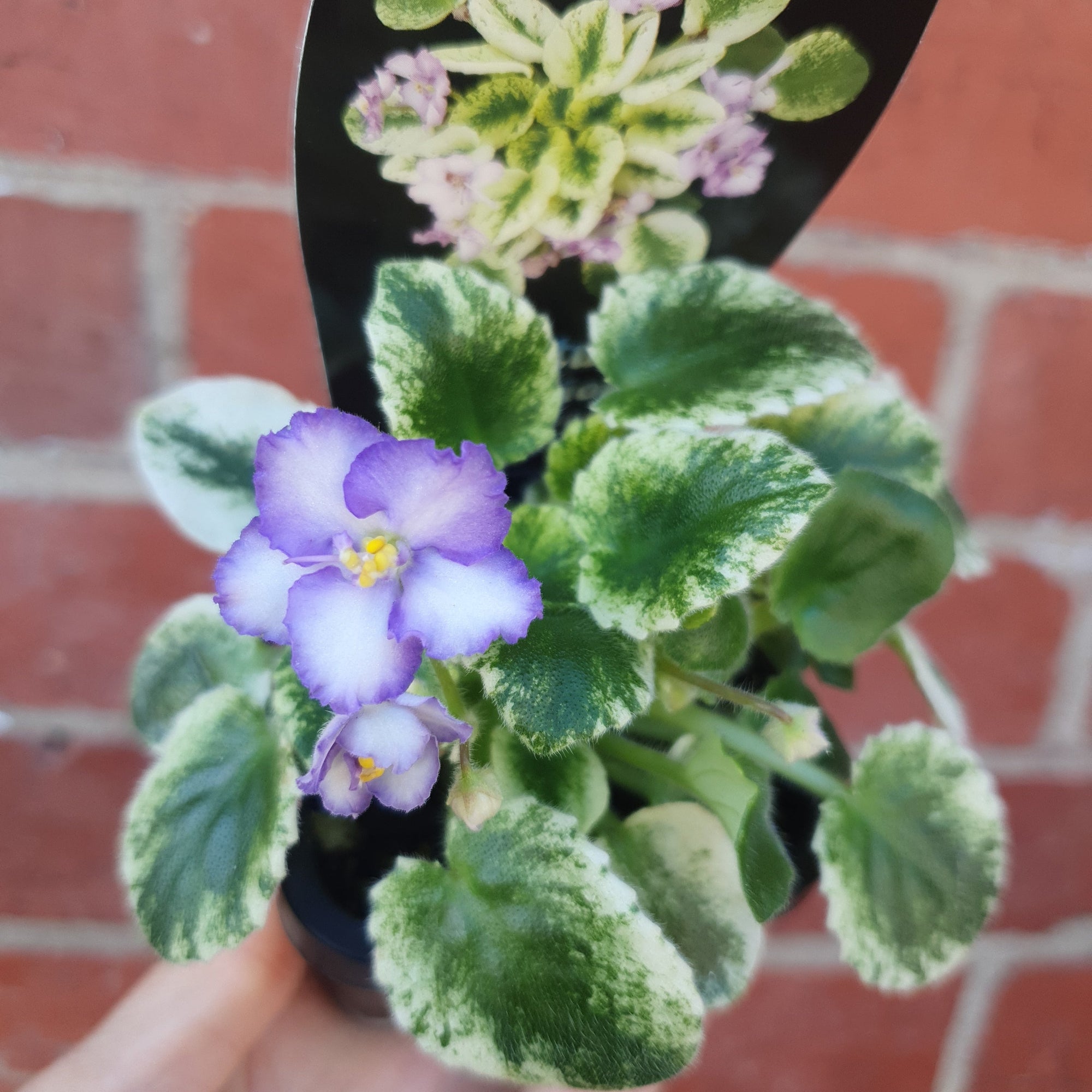 Baby Plant - African Violet Rob&#39;s Kitten Caboodle Folia House