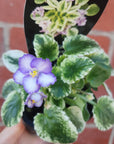 Baby Plant - African Violet Rob's Kitten Caboodle Folia House