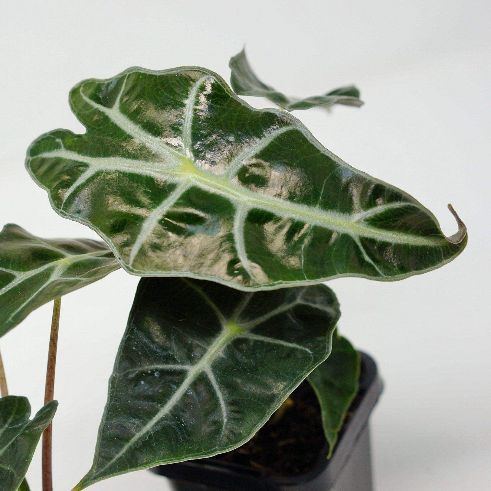 Baby Plant - Alocasia Amazonica Folia House