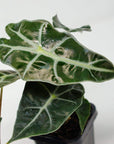 Baby Plant - Alocasia Amazonica Folia House