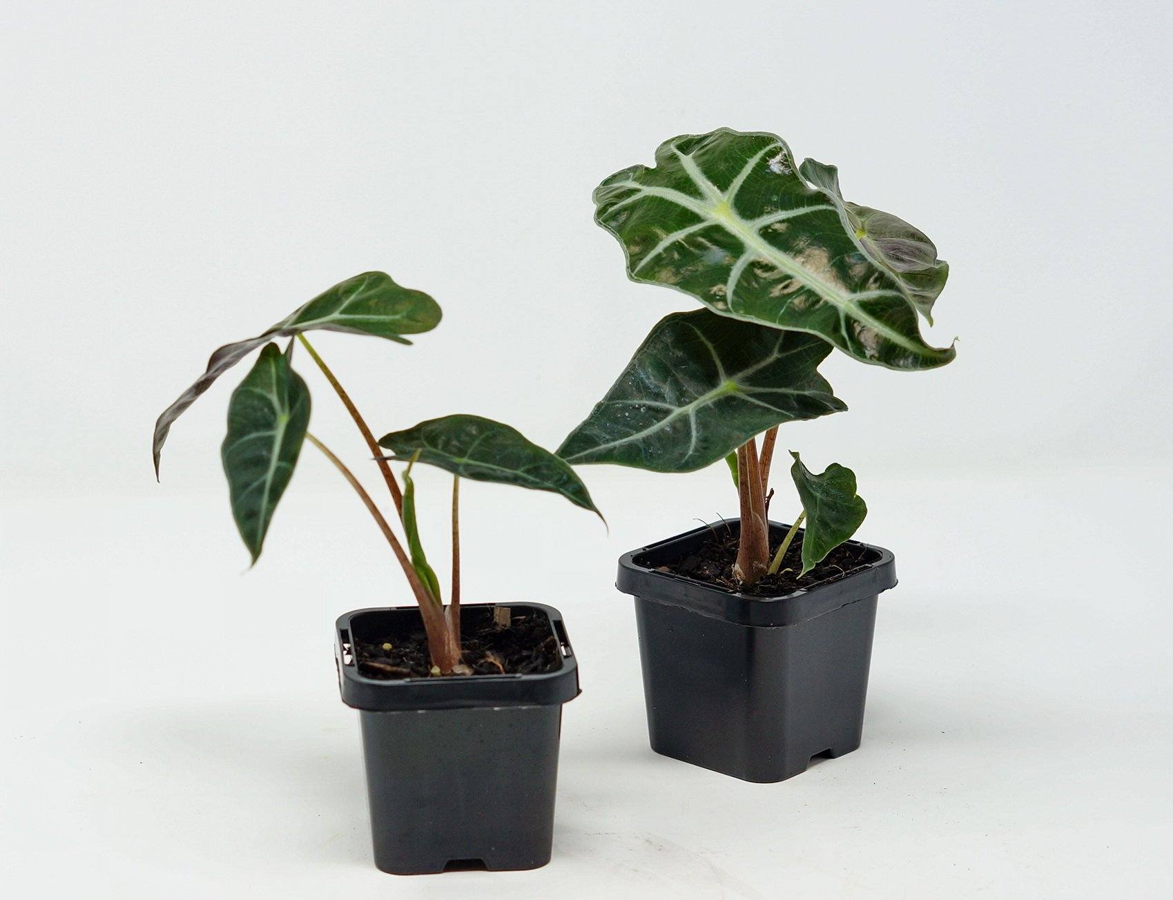 Baby Plant - Alocasia Amazonica Folia House