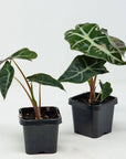 Baby Plant - Alocasia Amazonica Folia House