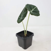Baby Plant - Alocasia Black Velvet Folia House