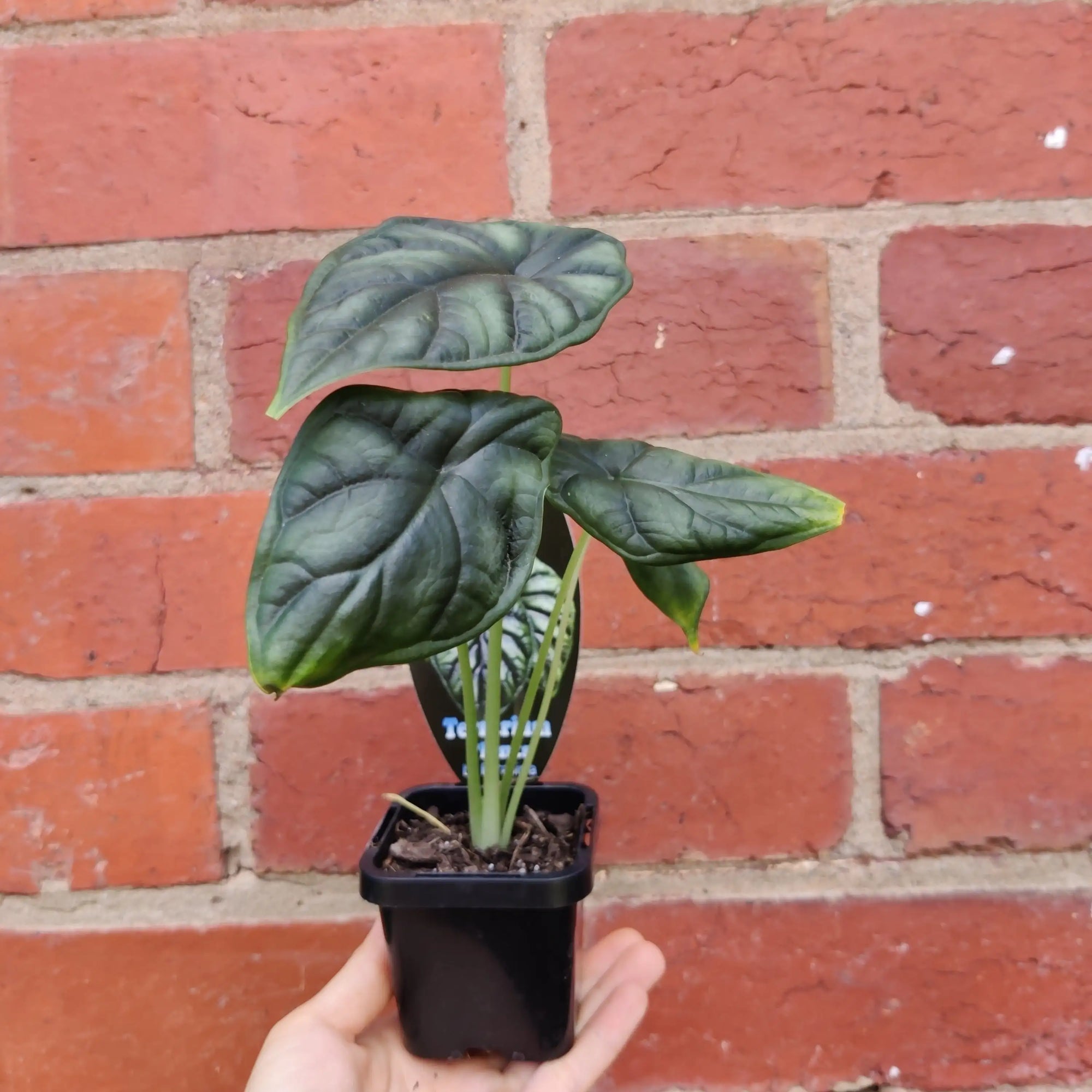 Baby Plant - Alocasia Dragon Scale Folia House