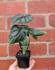 Baby Plant - Alocasia Dragon Scale Folia House