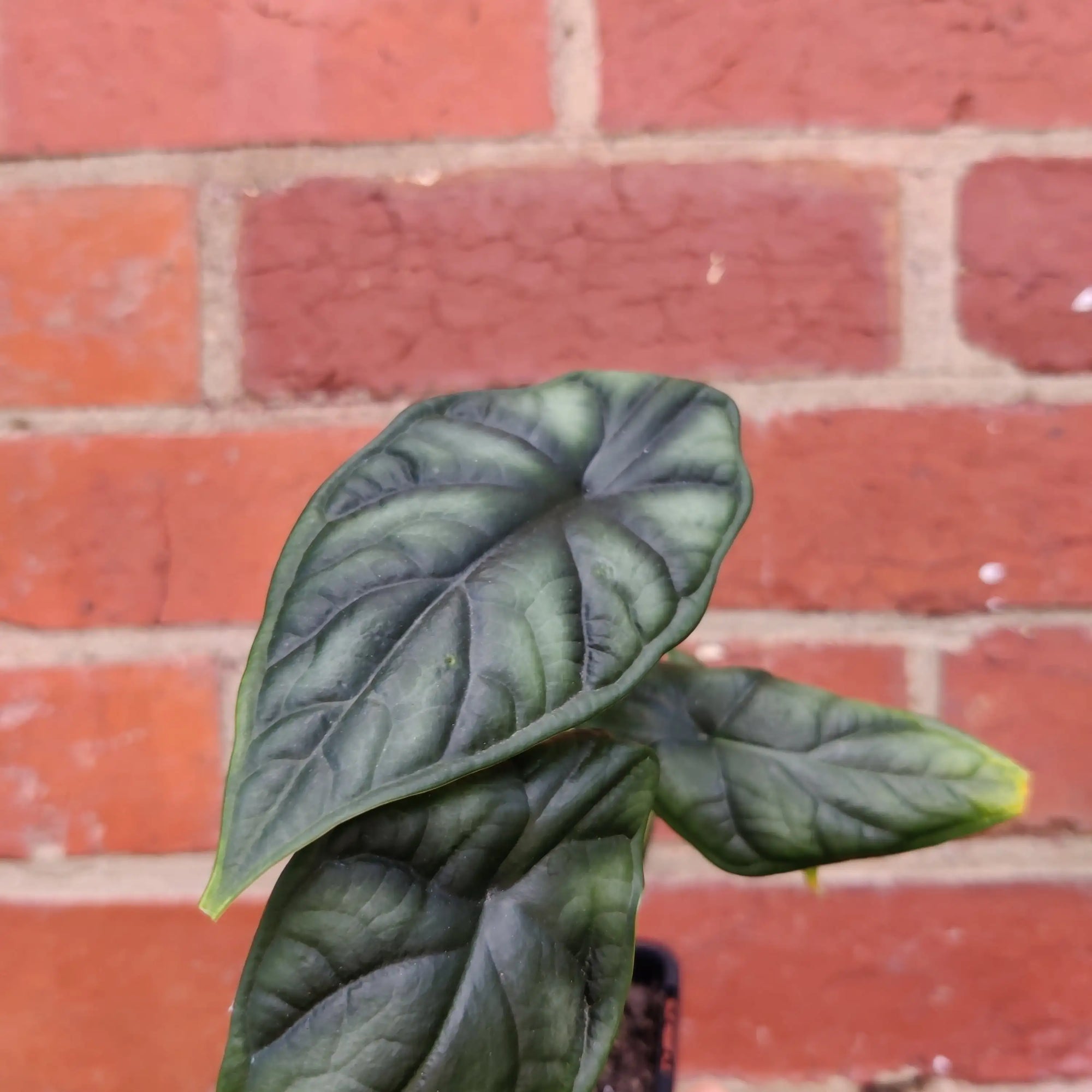 Baby Plant - Alocasia Dragon Scale Folia House