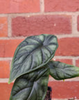 Baby Plant - Alocasia Dragon Scale Folia House