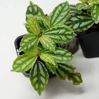 Baby Plant - Aluminium (Pilea Cadierei) Folia House