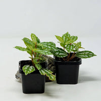 Baby Plant - Aluminium (Pilea Cadierei) Folia House