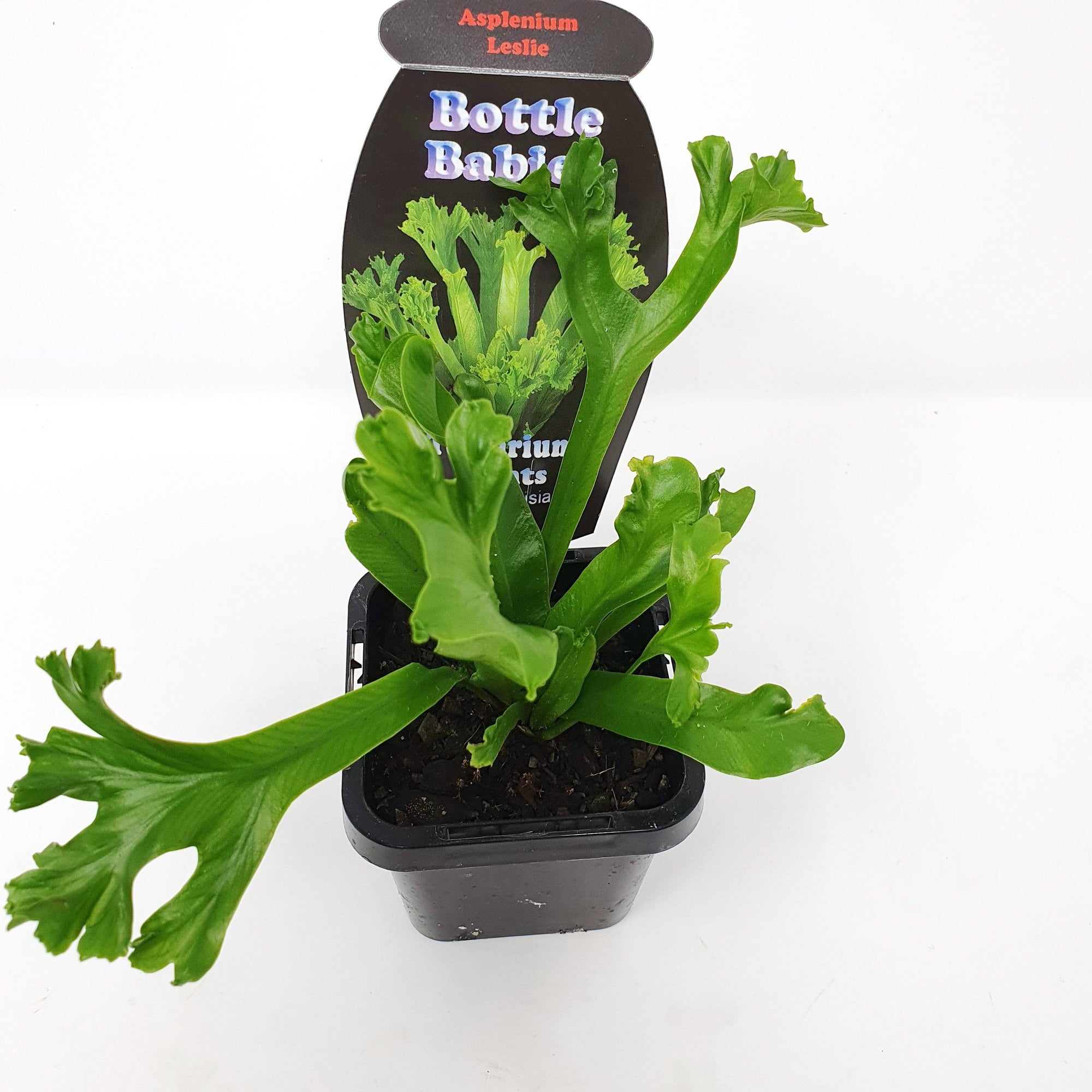 Baby Plant - Asplenium Leslie Folia House