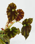 Baby Plant - Begonia Bowerae Folia House