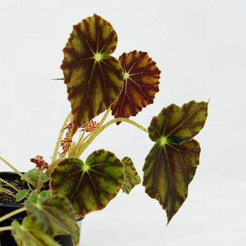Baby Plant - Begonia Bowerae Folia House