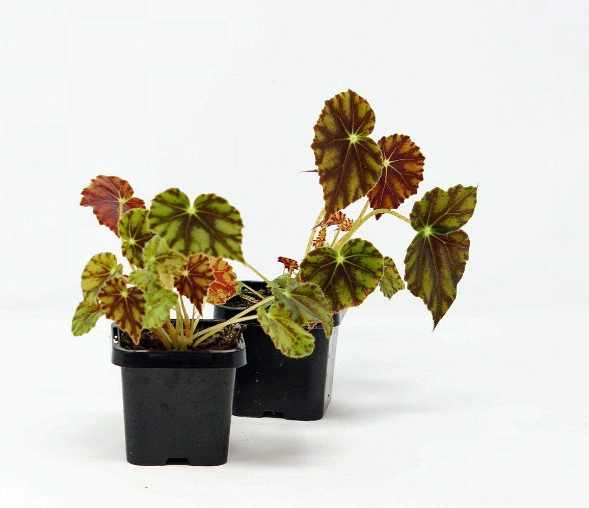 Baby Plant - Begonia Bowerae Folia House