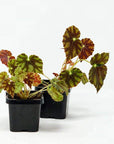 Baby Plant - Begonia Bowerae Folia House