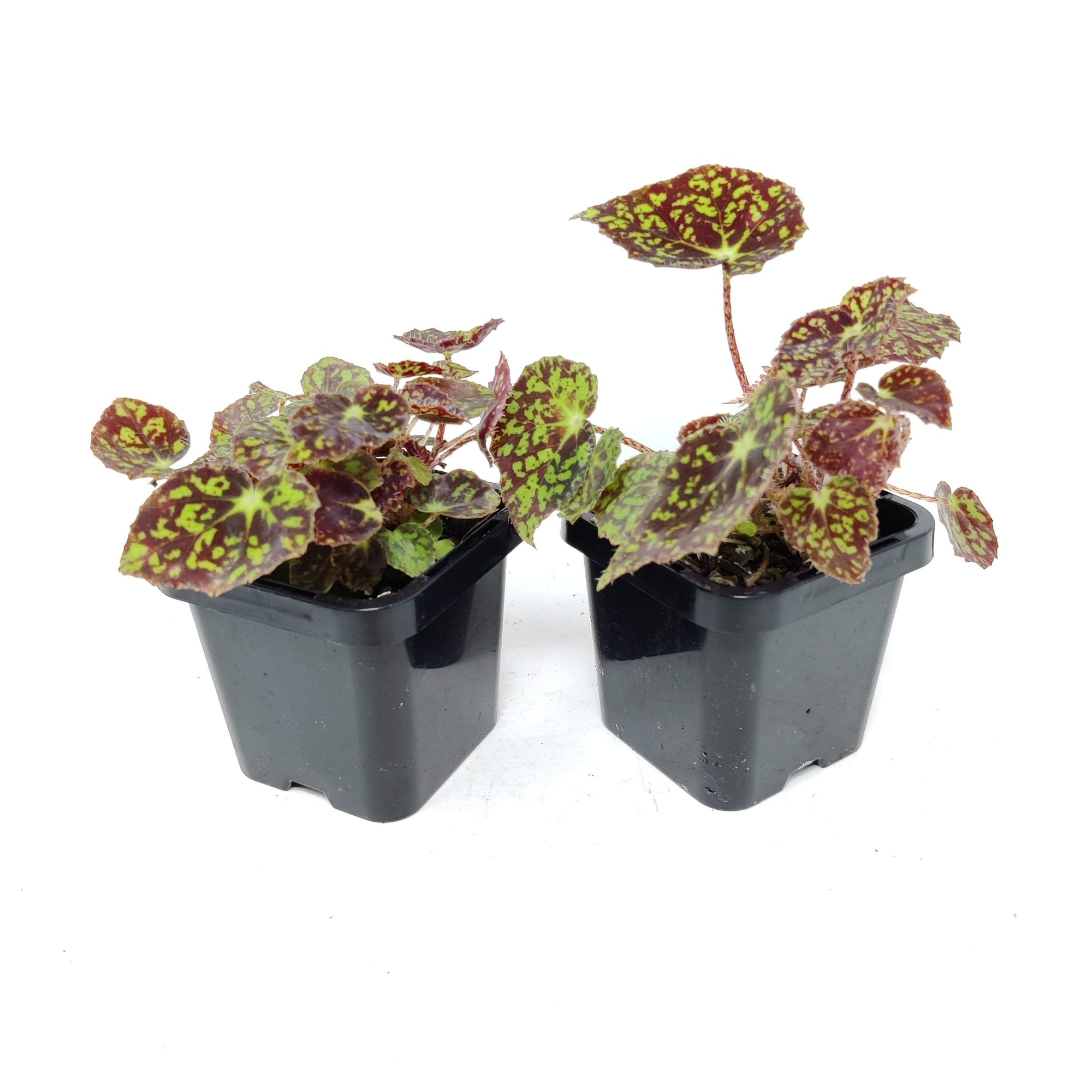 Baby Plant - Begonia Bright Eyes Folia House