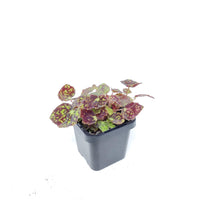 Baby Plant - Begonia Bright Eyes Folia House