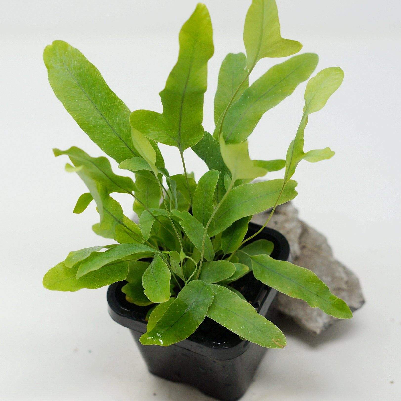 Baby Plant - Blue Star Fern (Phlebodium Aureum) Folia House