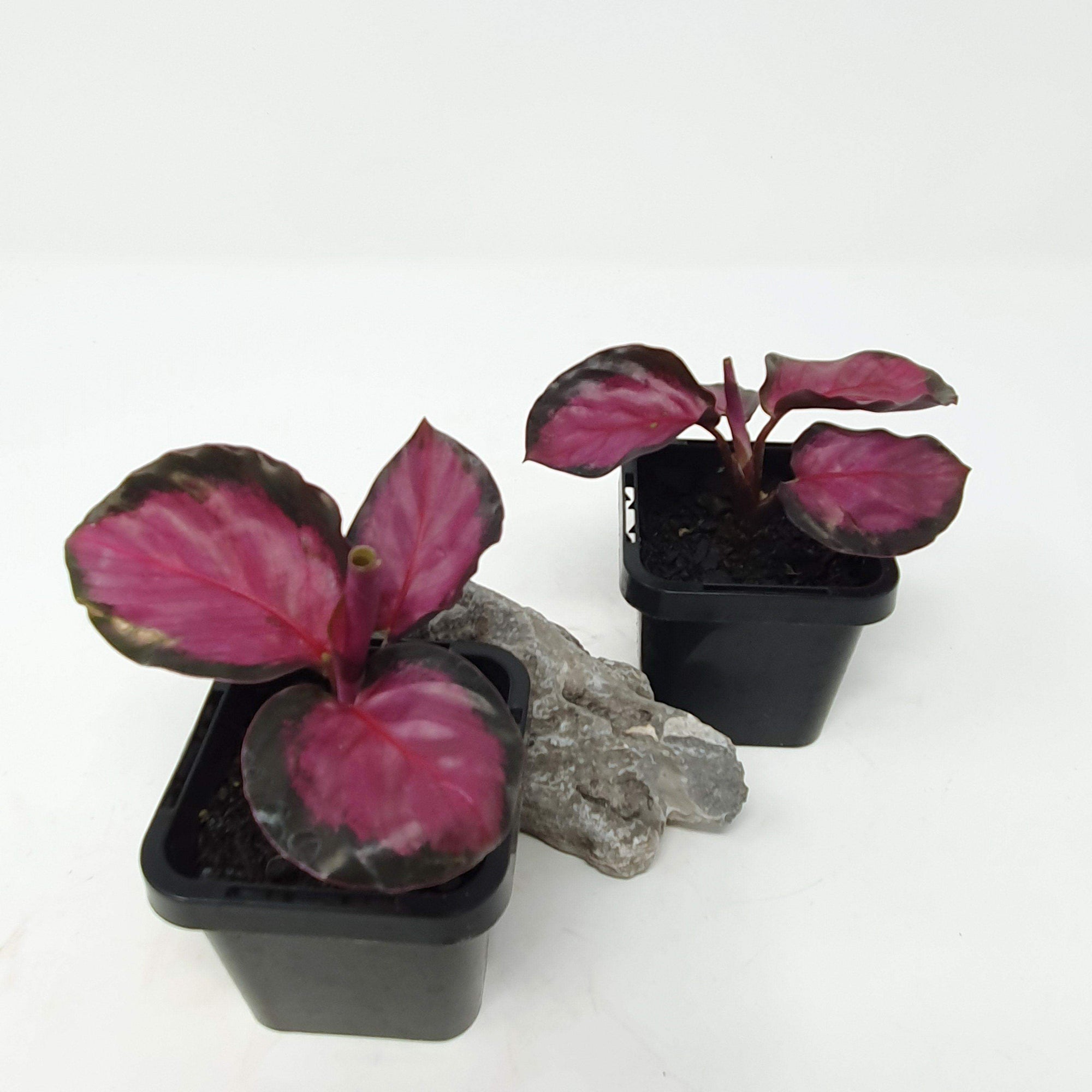 Baby Plant - CALATHEA ROSEOPICTA &#39;ROSY&#39; Folia House