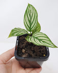 Baby Plant - Calathea Vittata Folia House