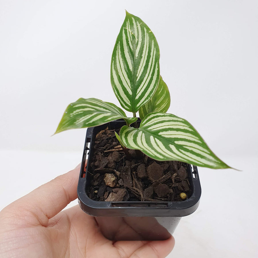 Baby Plant - Calathea Vittata Folia House