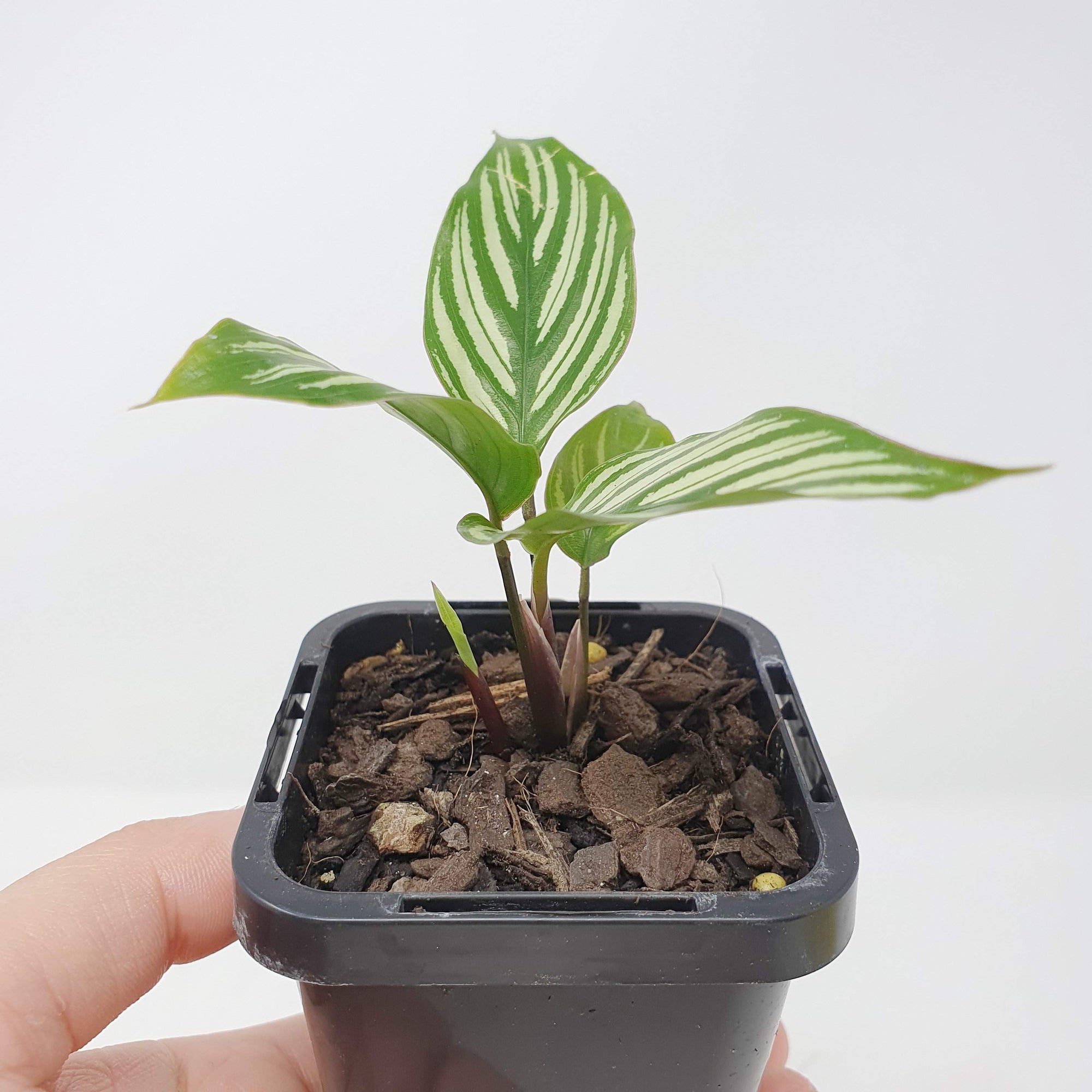 Baby Plant - Calathea Vittata Folia House