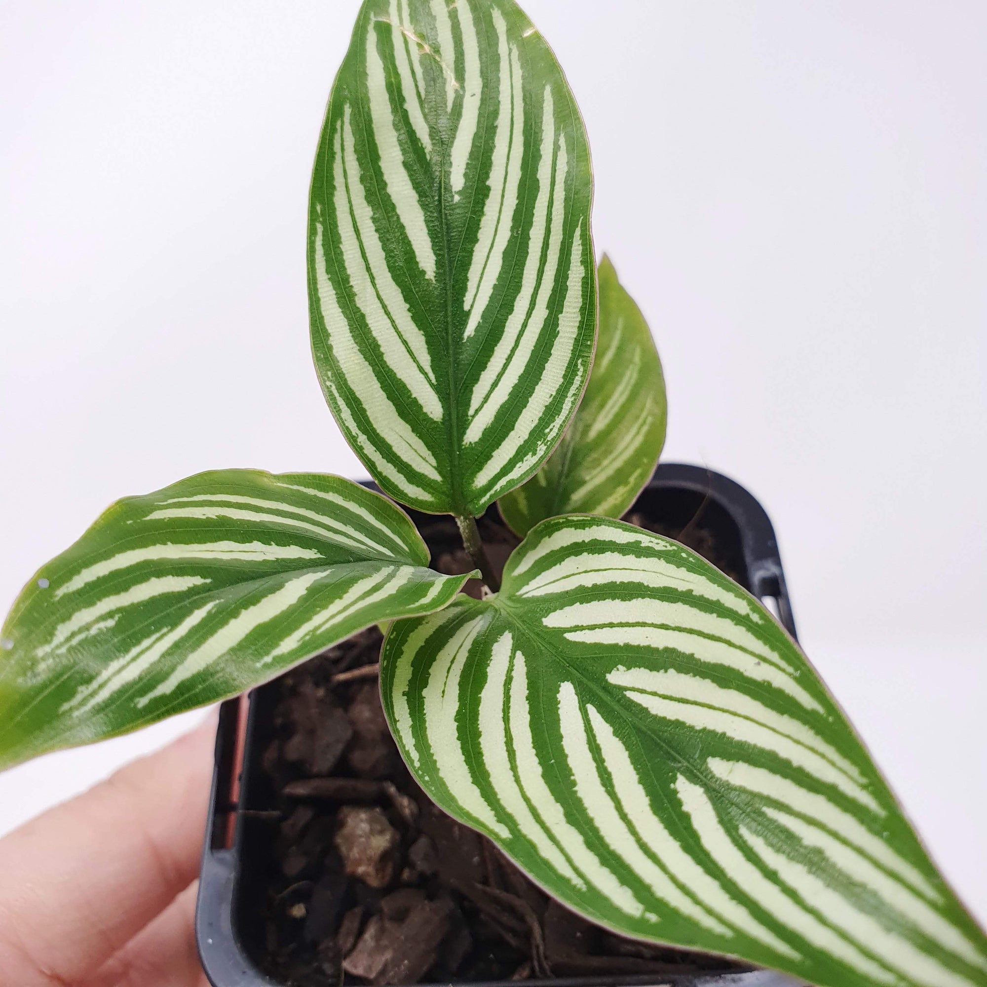 Baby Plant - Calathea Vittata Folia House